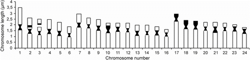 Figure 2 Ideogram of Tinca tinca according to conventional staining, C-banding and Ag-NOR staining.