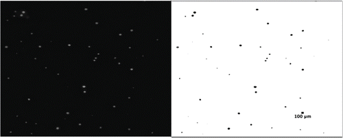 FIG. 6. Image of particles on a reference filter. On the left is the raw fluorescent image and on the right is the ImageJ rendering.