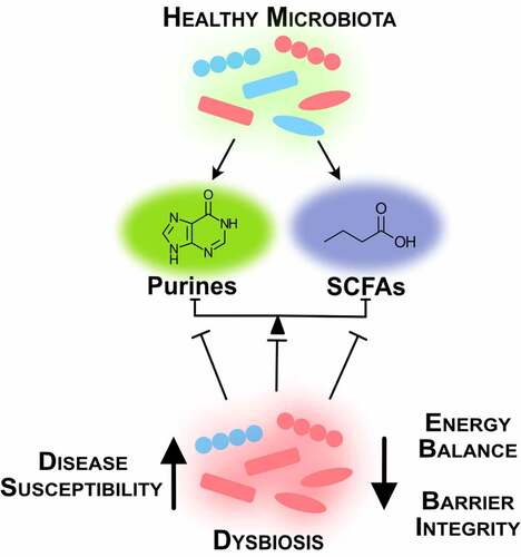 Figure 3. Intestinal homeostasis requires balance between microbial species and their metabolites. A healthy microbiota produces microbial metabolites crucial for intestinal function. Dysbiosis creates energy imbalance and loss of barrier function that lead to increased disease susceptibility (SCFAs, short-chain fatty acids)