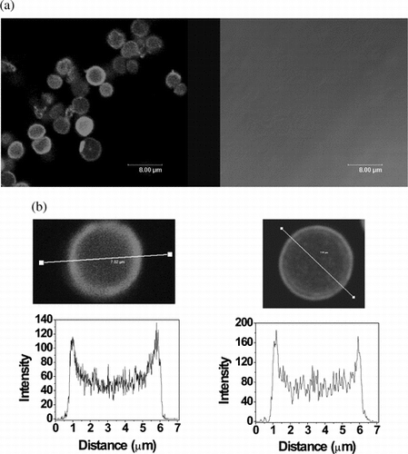 Figure 5 Visualization of GOx-Cy3-loaded polypeptide microcapsules. (a) Confocal microscopy image after dissolution of the template. Left, fluorescence; right, brightfield. (b) Fluorescence intensity profile of a capsule. Left, after dissolution of the core; right, coated core prior to dissolution of the template. Variations in fluorescence intensity of capsules reflect differences in distance between capsule and objective lens. The Leica instrument (Germany) was equipped with a 62 × oil immersion lens.