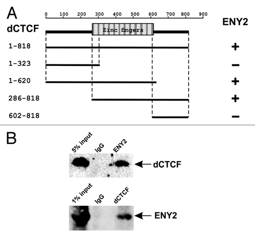 Figure 1. Interaction of dCTCF and ENY2 proteins. (A) ENY2 interacts with zinc-finger domain of dCTCF in the yeast two-hybrid assay. The scheme shows the structure of the full-length dCTCF protein and the polypeptides tested. The plus and minus signs indicate relatively strong interaction and the absence of interaction, respectively. Different fragments of dCTCF were individually fused to the C terminus of the GAL4 activating domain and analyzed for the interaction with E(y)2 fused to the DNA-binding domain of GAL4. All dCTCF fragments were tested for the absence of interaction with GAL4. (B) Co-immunoprecipitation of dCTCF and ENY2 proteins from S2 cell extract. The immunoprecipitated complexes were washed with 300 mM, 500 mM and 150 mM NaCl-containing buffers before resolving them by SDS-PAGE for western blot analysis with the indicated antibodies.