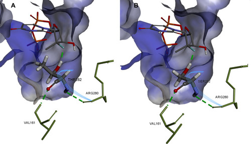 Figure 9 Comparison of SOF hydrogen bonding in HCV genotype 4a model (A) and in T282S mutant structure (B). Image prepared using BIOVIA Discovery Studio.