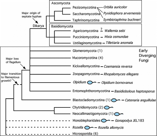 Figure 2. The fungal tree of life. Phylogenetic tree of the current phyla, subphyla, and incertae sedis lineages of the Kingdom Fungi. Numbers in parentheses are approximate number of genome projects completed or in progress (http://fungalgenomes.org/wiki/Fungal_Genome_Links). Species names designate target taxa for the early diverging lineages that will be sequenced within the JGI Fungal Genomics Program.