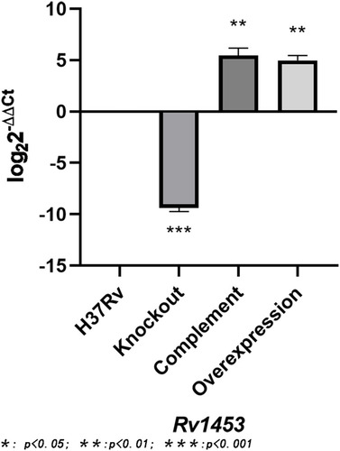 Figure 1 The relative expression level of Rv1453 gene in the recombinant strains.