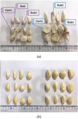 Figure 9. Fresh garlic cloves (left: unenriched garlic, right: enriched garlic). (a) Unprocessed and (b) after peeling.