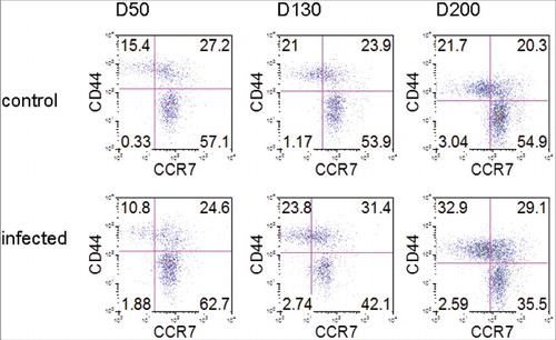 Figure 4. ME7 infections increases CD4 memory T cells. FACS analyses of CCR7 and CD44 expression by CD4+CD3+ gated cells in the spleens of control and ME7-infected mice after injection at the indicated times (50, 130, and 200 days after injection). The data represent the average expression over six separate experiments, using six mice.