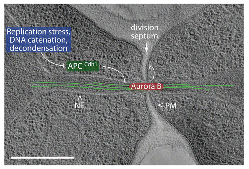 Figure 1. Tomogram of a cell with defective DNA segregation, visible as a nuclear bridge with spindle microtubules (green lines) at the cytokinesis site. A chromatin-based signal inhibits APC-Cdh1, stabilizing the spindle and allowing bridge detection by Aurora B. Abscission is delayed, preventing bridge damage. NE, nuclear envelope; PM, plasma membrane. Scale bar, 0.5 µm. Tomogram by Nuno Amaral and Charlotta Funaya.