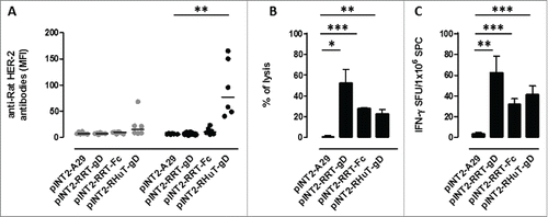 Figure 2. Anti-rat-Her-2 immune responses induced by DNA vaccination with the different pINT2 expression plasmids. (A) Sera from BALB/c mice collected two weeks after the first (gray dots; n=6) and the second (black dots; n=6) vaccination were analyzed (at a dilution of 1:100) for the presence of specific anti-rat-Her-2 antibodies by flow cytometry. Results are expressed as MFI values for each serum. Horizontal lines represent median values (**: p = 0.003, Student's t test). (B) In vivo cytotoxic responses against the H2d dominant, rat Her-2 TYVPANASL peptide measured two weeks after the second vaccination in mice (n=3) immunized with the indicated pINT2 plasmids; data are mean values ± SEM. (*: p = 0.02; **: p = 0.005; ***: p <0.0001; Student's t-test). (C) T-cell responses against the H2d dominant, rat Her-2 TYVPANASL peptide measured in vitro, two weeks after the second vaccination, in mice (n=3) immunized with the indicated pINT2 plasmids, using an IFNγ-based ELISPOT assay. Data, expressed as SFU/1×106 SPC, are presented as mean ± SEM values (**: p = 0.001, ***: p = 0.0008; Student's t-test).