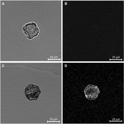 Figure 3 Laser scanning microscopy images of MACS-separated epidermal cells.