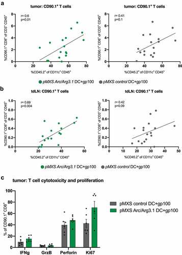 Figure 6. Antigen-specific T cells in the tumor microenvironment following vaccination with Arc/Arg3.1-overexpressing BMDCs. Flow cytometry analysis of CD45.2+CD11c+ DCs and CD90.1+CD8+ T cells in the tumor and tumor draining lymph nodes. (A)-(B) Correlation of CD90.1+CD8+ T cells to donor-derived CD45.2+CD11c+ DCs in the tumor (A) and tdLN (B) (n=17). (C) Expression of T cell activation and proliferation markers on tumor infiltrating CD90.1+CD8+ T cells. All data are presented as mean SEM. For (A) and (B) Pearson’s correlation coefficient was calculated to determine correlation