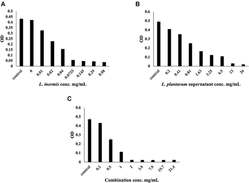 Figure 1 (A) Optical density (OD) of S. aureus with different conc. of L. inermis total extract (MIC = 0.0725 mg/mL). (B) OD of S. aureus with different conc of L. plantarum supernatant (MIC=13mg/mL. (C) OD of S. aureus with different conc. of L. plantarum supernatant and L. inermis extract (1:1), (MIC = 2 mg/mL).