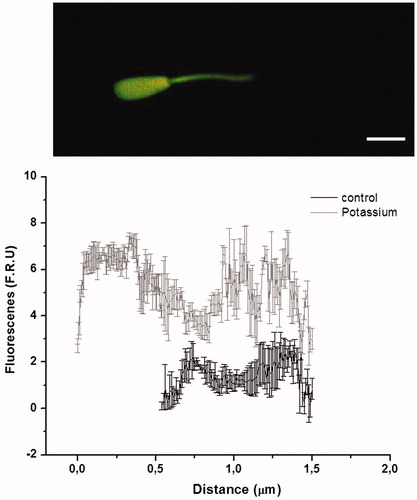 Figure 1. Calcium wave. The upper panel shows a bovine sperm with a calcium probe exposed to a high potassium concentration, while the lower panel shows a graphic representation of the fluorescence intensity, both in control conditions and when sperm are exposed to potassium. The figure indicates that there is a wave from the middle piece to the head when the sperm are depolarized. Modified figure from Navarrete et al. 2010.