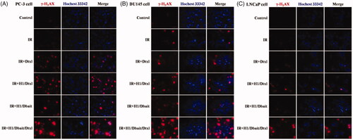Figure 3. NP H1/Dbait/Dtxl enhanced H2AX phosphorylation (γ-H2AX) in CRPC cells, including PC-3 cell (A), DU145 cell (B) and LNCaP cell (C) detected by immunofluorescence assay, n = 3.
