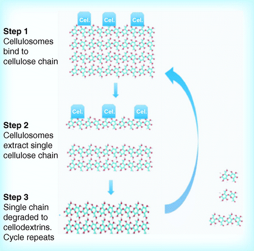 Figure 4.  Potential mechanism for decrystallization and cellulose hydrolysis by Clostridium thermocellum.