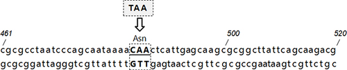 Figure 2 The mutation of the internal stop codons of the functional class 2 integrons: the stop codons in these intI2 genes were mutated from TAA to the glutamine codon CAA. The position of several nucleotides is numbered (italics).