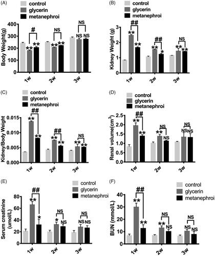 Figure 3. Representative changes in kidney at different time points after metanephroi transplantion. (A) The glycerol group and the metanephroi group showed significant weight loss, while the glycerol group showed more significant weight loss than the metanephroi group at the first and second weeks. There was no significant difference among the three groups at the third week. (B) The weight, (C) Kidney weight to body weight ratio and (D) volume of the kidney in the glycerol group increased significantly at 1 and 2 weeks, which was higher than the metanephroi group. The effect of metanephroi on glycerol induced changes in (E) Scr and (F) BUN. After metanephroi transplantation, the Scr and BUN levels decreased significantly at all time points compared with the glycerol group. *p < 0.05, **p < 0.01 for the glycerol group and the metanephroi group compared with the control group. #p < 0.05, ##p < 0.01 for the glycerol group compared with the metanephroi group.