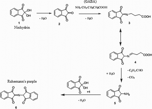 Figure 3. Proposed reaction of γ-aminobutyric acid (GABA) utilizing the ninhydrin protocol: (1) ninhydrin; (2) ninhydrin hydrate; (3) 1,2,3-indantrione; (4) ketimine; (5) 2-amino-1,3-indandione; (6) chromophore (Ruhemann's purple).