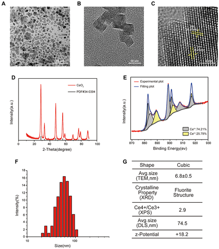 Figure 1 Characteristics of cerium oxide nanoparticles (CONPs). (A–C) Transmission electron microscopy (TEM) image of CONPs. Arrows indicate the (111) and (200) lattice fringes with the interplanar spacing of 0.31 nm and 0.27 nm respectively. Scales = 10 nm (A), 50 nm (B) and 2 nm (C). (D) X-ray diffraction (XRD) pattern of CONPs. (E) Representative image of X-ray photoelectron spectroscopy (XPS) spectra of CONPs. (F) Dynamic light scattering (DLS) measurement of CONPs. (G) Summary of properties of CONPs.