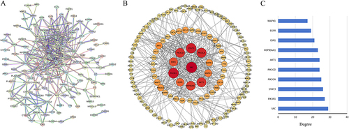 Figure 3 The protein-protein interaction (PPI) network of Scutellaria baicalensis in the treatment of Alzheimer’s disease. (A) PPI network constructed by STRING. (B) PPI network established by Cytoscape 3.6.0. (C) Frequency histogram of the top 10 genes based on degree values.