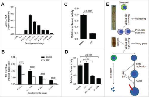 Figure 7. 20E inhibits scale formation via BR-C Z2 which down-regulates the expression of scale protein ASH1. (A) ASH1 transcription during different developmental stages. Silkworm larvae at IV-M (4th molting stage), V-1 and different pupal stages were assayed. After pupation, the transcription of ASH1 is up-regulated within the first 24 h, with the level of ASH1 decreasing after P-1:0 h. (B) Injection of 20E significantly inhibited ASH1 transcription. 20E was injected at P-0:20 h and integuments were sampled at the indicated stages for comparison. 20E significantly decreased ASH1 transcription at each stage. (C) Addition of 20E significantly inhibited ASH1 expression in vitro. The ASH1 promoter was combined with the luciferase gene in the pGL3 plasmid for over-expression in S2 cells. With 20E added, luciferase activity was significantly decreased when compared with DMSO treatment. (D) BR-C Z2, BR-CZ2-GFP and GFP (control) were co-expressed with the above pGL3 plasmid, respectively. Over-expression of BR-C Z2 or BR-C Z2-GFP significantly inhibited ASH1 expression. Each column represents the mean ± S.E.M. of at least three independent experiments. (E) A model of scale formation. An integument stem cell divides into two similar daughter cells after symmetric cell division during the wandering stage. In young pupae, the precursor scale cells then experience asymmetric cell division. One cell undergoes apoptosis and the other one experiences several rounds of endoreplication to become the scale secreting cell. When the titer of 20E is increased ahead of the appropriate stage, DNA duplication and scale production in scale secreting cells are inhibited. The red bar indicates a scale. The nucleus is drawn in blue.