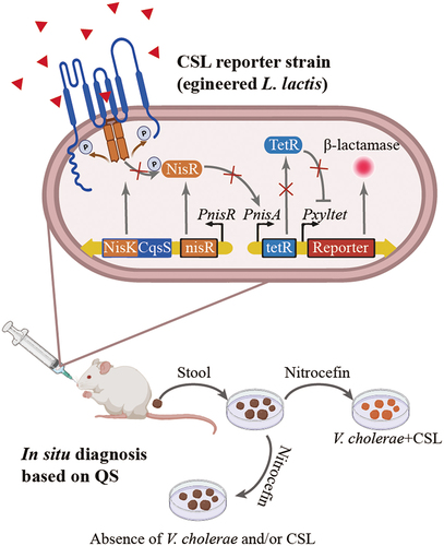 Figure 4. Leveraging QS to manipulate the microbiota.