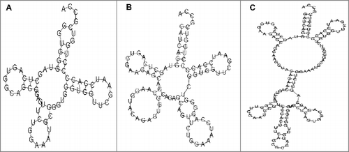 Figure 5. Predicted structure of the RNA encoded by tRNA-OTH. Schematic representation of the predicted RNA based on tRNAscan (A), ARAGORN (B) and MFold (C). Note that RNAs predicted in A and B are contained in C.