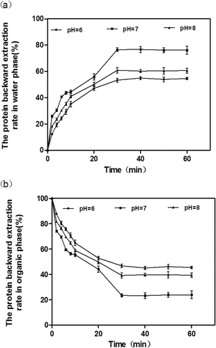 FIGURE 3 The protein backward extraction rate versus time for the effect of pH, [KCl] on the aqueous phase containing 1 mol/L, temperature 35°C. (a) Effect of pH on the protein backward extraction rate in water phase (E) versus time. (b) Effect of pH on the protein backward extraction rate in organic phase (E’) versus time.