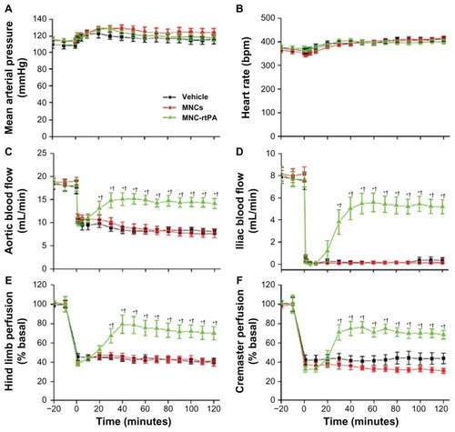 Figure 8 Thrombolytic effects of MNC-rtPA in a rat embolic model. The mean arterial pressure (A), heart rate (B), aortic blood flow (C), left iliac blood flow (D), left hind limb perfusion (E), and left cremaster perfusion (F) were measured before and after the introduction of a whole blood clot into the left iliac artery at time 0.Notes: Vehicle (n = 8), MNCs (1.1 mg/kg; n = 9), or MNC-rtPA (0.2 mg/kg rtPA; n = 11) were administered from the right iliac artery 5 minutes after introducing the clot. Magnetic targeting was achieved by application of an external NdFeB magnet (0.5-T) placed by the left iliac artery in all groups studied. Values are presented as the mean ± SE. *P < 0.05 compared with the corresponding MNC group. †P < 0.05 compared with the corresponding vehicle group.Abbreviations: MNC, magnetic nanocarrier; rtPA, recombinant tissue plasminogen activator; T, Tesla.