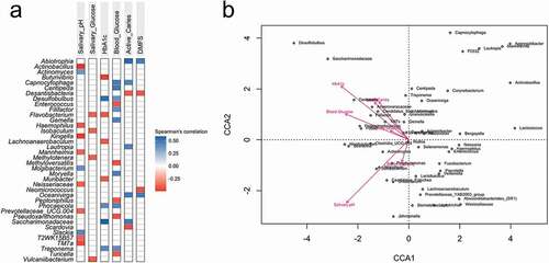 Figure 1. (a) Spearman correlation between taxa with glycaemic markers and clinical variables (p < 0.01). (b) PERMANOVA test plot (number of permutations: 10,000) for CCA under reduced model (53 taxa with abundance higher than 1%, N = 47).