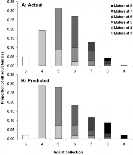 FIGURE 9 (A) Actual and (B) predicted proportions of adult American shad females in the Roanoke River by age at collection and age at maturity.