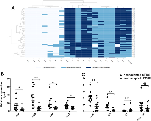 Fig. 6 The carrying and expression levels of genes related to adhesion and biofilm formation.a The mapping depths of 19 adhesion and biofilm formation genes were detected in all ST188 isolates of this study. A gene with a two-fold higher mapping depth than the average genome sequencing depth was determined as a gene with multiple (≥2) copies (dark blue splits). Genes with one copy were indicated by light blue splits, and genes represented by white splits were determined as absent. b, c Quantitative RT-PCR analysis of genes with multiple (≥2) copies in host-adapted S. aureus ST188 compared with that of host-adapted S. aureus ST398 (10 isolates were randomly selected/lineage). *, P < 0.05; **, P < 0.01; NS, not significant (P ≥ 0.05)