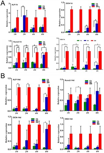 Figure 6. Osteogenic differentiation potential confirmed by the detection of the expressions of the osteoblast marker genes by using quantitative real-time polymerase chain reaction. (A) Analysis of the expressions of the osteogenic-specific genes for the 7-day stimulated MSC populations. (B) Analysis of the expressions of the osteogenic-specific genes for the 14-day stimulated MSCs populations. mRNA levels were measured in three independent samples (n = 3). Data are expressed as mean ± standard deviation. *P < .05. FA, fibrous ankylosis; BA, bony ankylosis; BM, bone marrow; MSCs, mesenchymal stromal cells.