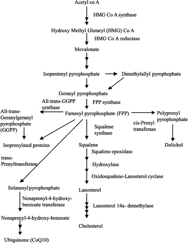 Figure 3 The Mevalonic Acid Pathway of Cholesterol Biosynthesis.