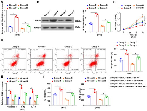 Figure 5. NR3C2 transcription promotes NLRP3 to exacerbate ox-LDL-induced inflammation in HCAECs. A/B, NLRP3 expression in HCAECs was assessed by RT-qPCR and Western blot assay in the rescue assay; C, cell viability of HCAECs was tested in the rescue assay; D, cell apoptosis of HCAECs was measured in the rescue assay E, caspase-1, IL-18, and IL-1β expression in HCAECs was evaluated by RT-qPCR in the rescue assay; F, IL-1β and IL-18 levels in cell culture supernatant were evaluated by ELISA in the rescue assay. All experiments were repeated three times (N = 3). * p < 0.05. Group E (ox-LDL + si-NC + oe-NC group): HCAECs were transfected with si-NC and oe-NC and exposed to 50 μg/mL ox-LDL; Group F (ox-LDL + si-NC + oe-NLRP3 group): HCAECs were transfected with si-NC and oe-NLRP3 and exposed to 50 μg/mL ox-LDL; Group G (ox-LDL + si-NR3C2 + oe-NC group): HCAECs were transfected with si-NR3C2 and oe-NC and exposed to 50 μg/mL ox-LDL; Group H (ox-LDL + si-NR3C2 + oe-NLRP3 group): HCAECs were transfected with si-NR3C2 and oe-NLRP3 and exposed to 50 μg/mL ox-LDL.