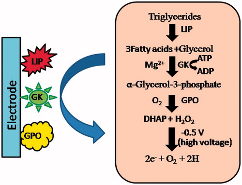 Figure 3 Schematic representation of electrochemical reactions involved in response measurement of enzyme based amperometric TG biosensor.