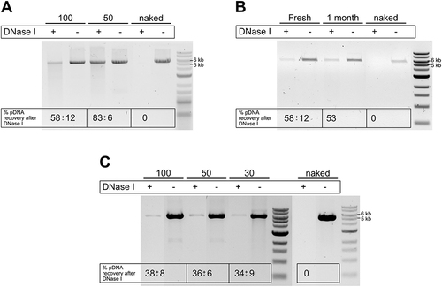 Figure 6 pDNA-LNPs protection of pDNA against DNase I. (A) Analysis by gel electrophoresis of DNA extracted from cationic pDNA-LNPs with 100 or 50 µg/mL DNA with or without pre-incubation with DNase I; (B) Analysis by gel electrophoresis of DNA extracted from cationic pDNA-LNPs with 100 µg/mL DNA as freshly formulated or after 1 month of storage, with or without pre-incubation with DNase I; (C) Analysis by gel electrophoresis of DNA extracted from neutral pDNA-LNPs with 100, 50, 30 µg/mL DNA with or without pre-incubation with DNase I. Below we reported as Mean ± SD the percentage of pDNA recovered after DNase I treatment compared to controls: untreated sample and unformulated naked pDNA.