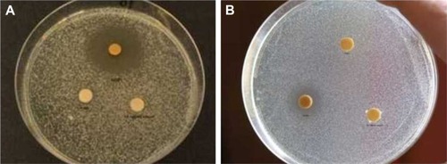 Figure 9 Optical images showing the inhibition zones obtained in the case of C. albicans (A) and S. aureus (B) treated with 1 mL OH AuNPs solutions.Abbreviations: C. albicans, Candida albicans; S. aureus, Staphylococcus aureus; OH, Origanum herba; AuNP, gold nanoparticle.