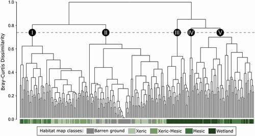 Figure 2. Five community types (I to V) revealed by a hierarchical cluster analysis of 264 vegetation plots, based on the complete linkage method and Bray–Curtis dissimilarity index with Hellinger transformed-data. Colors under each plot refer to the five vegetation classes described in Desjardins et al. (Citation2021a)