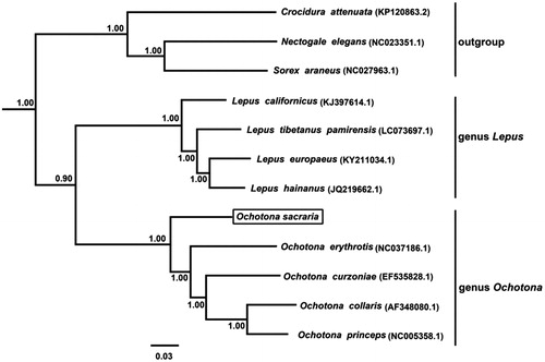 Figure 1. Phylogenetic tree derived from 12 protein－coding gene sequences from 12 complete mitochondrial genomes using BI analysis. Numbers by the nodes indicate Bayesian posterior probabilities. Branch lengths are mean estimates.