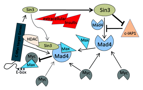 Figure 6. Schematic representation of the regulation of Mad4 in GBM cells by Sin3 and c-Myc. Sin3B (as well as Sin3A) maintains the steady-state level of Mad4 partly by counteracting c-IAP1-mediated degradation of Mad4. Mad4 competitively sequesters c-Myc from its binding partner Max, thus suppressing c-Myc transactivities. Furthermore, the unbound c-Myc molecules may facilitate Mad4 protein accumulation. Upon extracellular insults, such as gamma radiation, Sin3B and Mad4 are increased, which may compromise c-Myc stability and thus interfere with c-Myc-mediated cell proliferation or further silence c-Myc targeted genes through Sin3B-linked HDAC activity. (→, enhancement; ⊣, inhibition).
