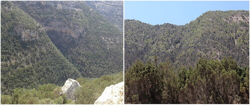 Figure 1. Al-Jabal Al-Akhdar Forest.