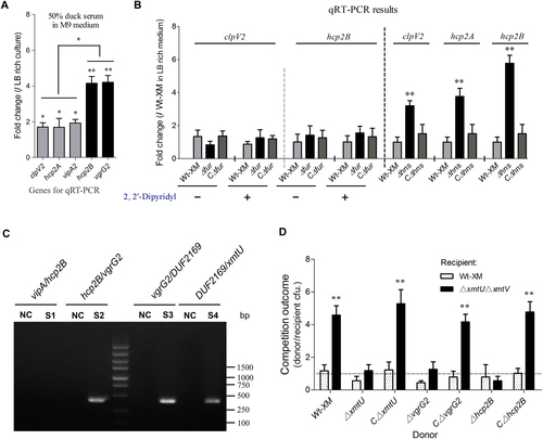 Fig. 3 Transcriptional regulation and functional identification of the hcp2B and hcp2A clusters.a The 50% duck serum in minimal medium activated the transcription of hcp2B-vgrG2 and hcp2A-vipA at different levels. b H-NS repressed transcription of the hcp2B cluster in LB-rich culture. The gene expression levels in the indicated conditions were analyzed by qRT-PCR. c Operon identification of hcp2B-vgrG2. The hcp2B and vgrG2 genes formed one operon that deviated from the major cluster represented based on reverse transcription PCR, and a negative control was set up without reverse transcriptase. d Growth competition assays for the XmtU/XmtV pair between the indicated APEC donor and recipient strains. Experiments were initiated with equal CFUs of donor and recipient bacteria, as denoted by the dashed line. Asterisks indicate significant differences in competition outcomes between recipient strains against the same donor strain (**p < 0.01). Error bars indicate standard deviations for three independent experiments