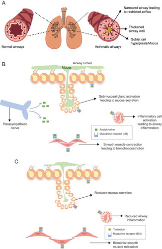 Figure 1. Pathophysiological changes in asthmatic airways (A) with underlying mechanism of action of acetylcholine (B) and tiotropium (C)