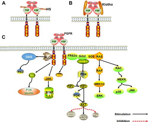 Figure 1 An overview of the FGF signaling pathways. (A) Activation of FGFRs by FGFs via the paracrine pathway, mediated by HS cofactor. (B) Activation of FGFR by FGF-Klotho-FGFR ternary complex. The complex formation is regulated via the Endocrine pathway, mediated by Klotho protein cofactor. (C) Regulation of functioning of various signal transduction pathways such as growth and development in the human body by FGF-activated FGFR.