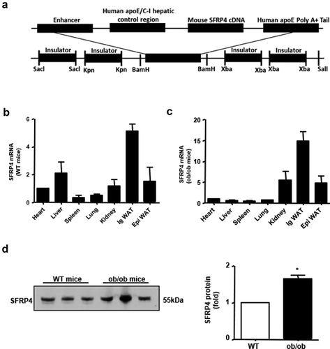 Figure 1. SFRP4 is highly expressed in ob/ob mice. (a) Construction of transgenic expression vector. (b) Expression of SFRP4 in various tissues of wild type (WT) mice, as determined by qPCR. (c) Expression of SFRP4 in various tissues of ob/ob mice, as determined by qPCR. (d) Western blotting analysis of SFRP4 expression in the plasma of WT and ob/ob mice. The data are expressed as the mean ± SEM, n = 6 for each group. *P < 0.05, vs. WT mice. ig WAT, inguinal white adipose tissue (subcutaneous adipose tissue); epi WAT, epididymal white adipose tissue (visceral adipose tissue)