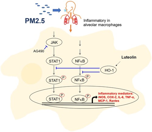 Figure 9. Proposed role of luteolin in regulating inflammatory responses in PM2.5-stimulated alveolar macrophage MH-S cells. Proposed role of luteolin in regulating inflammatory responses in PM2.5-stimulated alveolar macrophage MH-S cells.