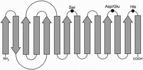 Figure 1. Catalytic Canonical α/β hydrolase fold of lipases.