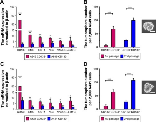 Figure 1 CD133+ LC cells possess the characteristics of LC CSCs. (A and C) RT-PCR analysis of mRNA level in LC cells normalized to β-actin. The CSC-related genes of the CD133+ or CD133− LC cells were analyzed. The percentages of CD133+ cells in A549 CD133+ and A431 CD133+ cells were 99.1%±0.4% and 98.8%±0.4%, respectively. (B and D) CD133+ LC cells generated more tumorspheres than CD133− LC cells. The percentages of CD133+ cells in A549 CD133+ and A431 CD133+ cells were 99.6%±0.2% and 98.5%±0.3%, respectively. The phase-contrast image was a representative tumorsphere. Scale bars represent 50 μm. The two groups of CD133+ and CD133− LC cells are compared by Student’s nonpaired t-test. *P<0.05; **P<0.01; ***P<0.001. Data are expressed as mean ± SD (n=3).