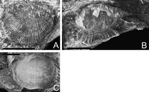 Figure 6. Brachiopods from the Uzyan Formation of the southern Urals. A Dalmanellid Levenea? sp. B and C Atrypid Atrypa? sp. All scale bars represent 10 mm.