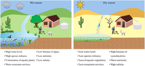 Figure 2. Potential changes in dryland aquatic ecosystems and associated landscape in response to severe droughts and related effects, especially drastic water level reduction of lakes.